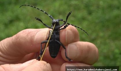 Fındıkta ‘drakula’ böceği popülasyonunda azalma