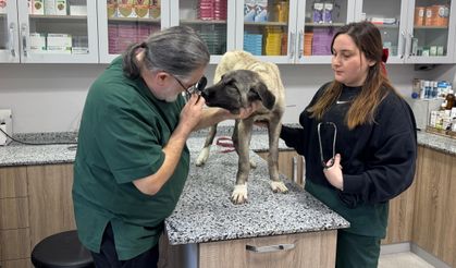Ordu'da 10 gün içerisinde 3 sokak köpeği 'domuz kurşunu' ile vuruldu