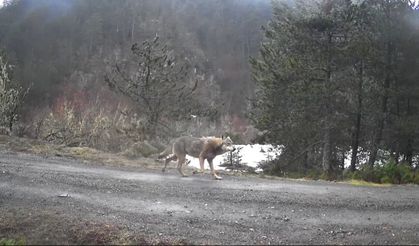 Yaban hayvanları fotokapanlar tarafından görüntülendi
