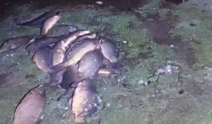 Kaçak avcıların attığı ağlara takılı balıklar göle bırakıldı