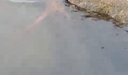 Su samuru oltaya takılan balığı yakalayıp kaçtı