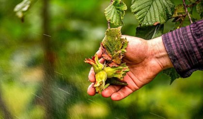 Doğu Karadeniz'den ilk 4 ayda 678 milyon dolarlık ihracat