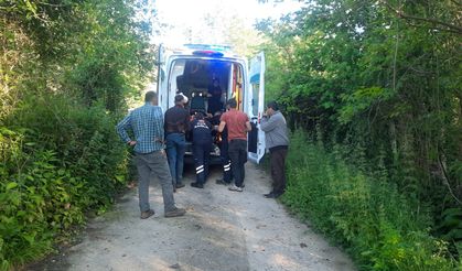 Kastamonu'da bal arısı hastanelik etti