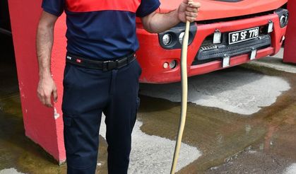 Aile Sağlığı Merkezi'ne giren yılanı itfaiye ekibi yakaladı