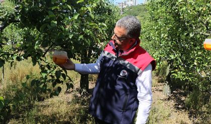 Samsun'da Akdeniz Meyve Sineği'ne karşı biyoteknik mücadele seferberliği