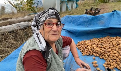 Artvin'de ceviz hasadı başladı