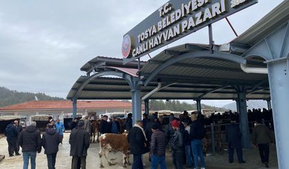 Tosya'da Hayvan Pazarı Şap nedeniyle kapatıldı