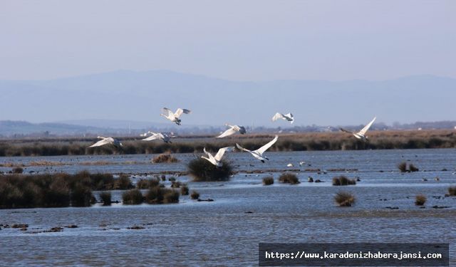 Kızılırmak Deltası Kuş Cenneti Hakkında Bilgi