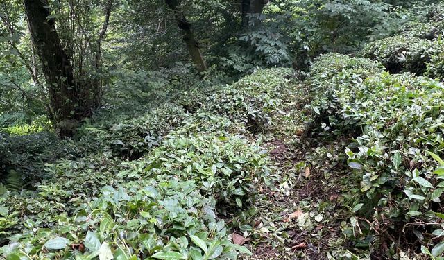 Çay bahçelerinde 'pasif drenaj' heyelanları tetikliyor