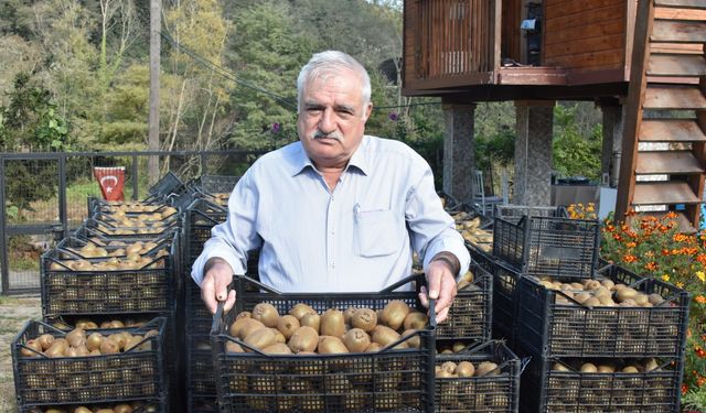 Tescilli Ordu kivisinin hasadı başladı