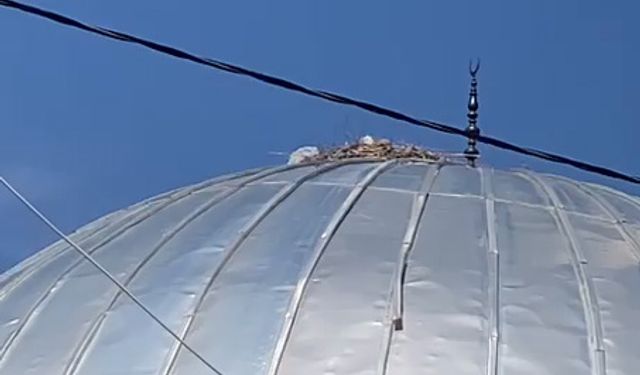 Akıma kapılan leylek öldü