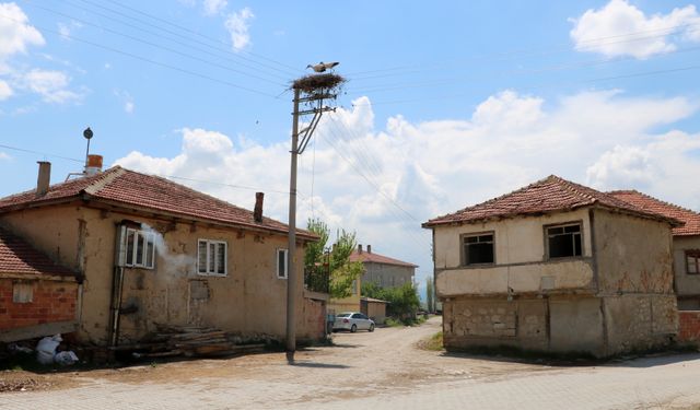 Elektrik direği, 18 yıldır leyleklerin yuvası