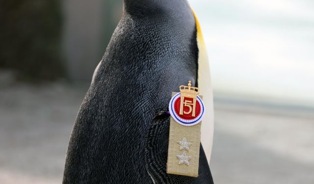 Guinness'ten dünyanın 'en yüksek rütbeli pengueni Olav’a kutlama