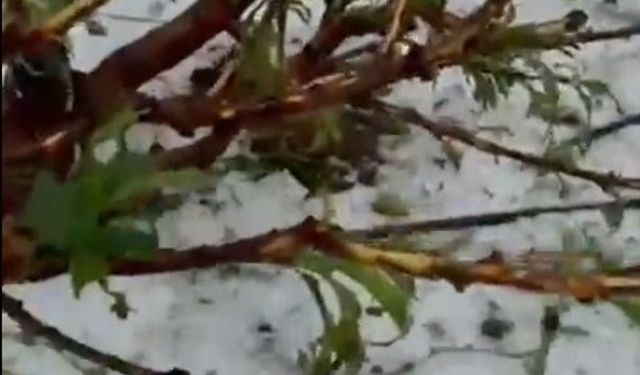 Mersin’de tarım ürünlerini dondan sonra dolu vurdu