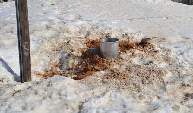 Rize’de kış uykusundan uyanan ayılar 30 eve zarar verdi