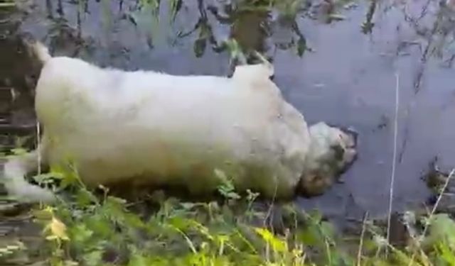 Tarım arazisinde 8 köpek ölü bulundu