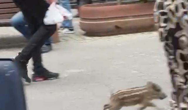 Yavru yaban domuzu iş yerine daldı; o anlar kamerada