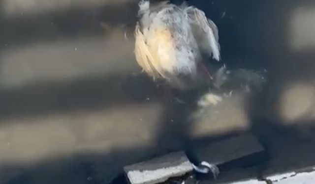 Yeşilırmak’ta balıkların ardından ördek ve kaz ölümleri görülmeye başlandı