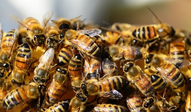 ABD'de kamyon devrilmesi sonucu 250 milyon arı serbest kaldı