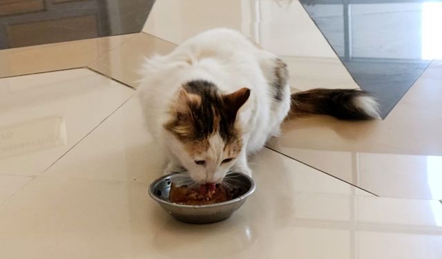 Amasya Adliyesi'nin sevimli kedisi 'Adalet'