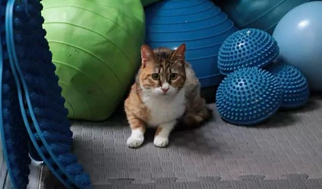 Depremzede kedi 'Defne'ye 2 yıl sonra yuva