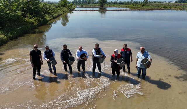Düzce'de Osmanlı Dönemi'nden bu yana yetiştirilen çeltik ekimi başladı