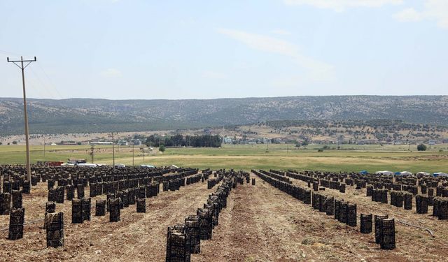 Gaziantep'te 10 bin tarım işçisiyle sarımsak hasadı başladı