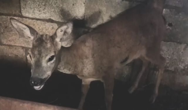 Gaziantep’te köpeklerin saldırığı karaca tedaviye alındı