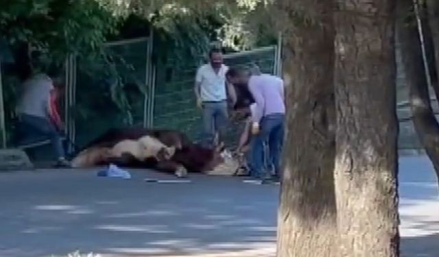 İstanbul- Ataşehir’de kaçan kurbanlığı çevredekiler güçlükle yakaladı
