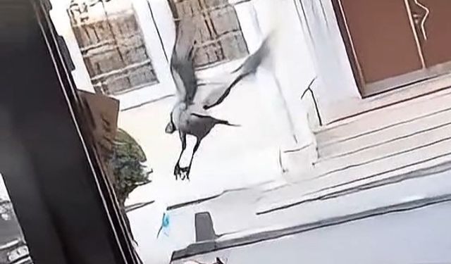 İstanbul- Sultangazi'de karganın marketten yumurta aldığı anlar kamerada