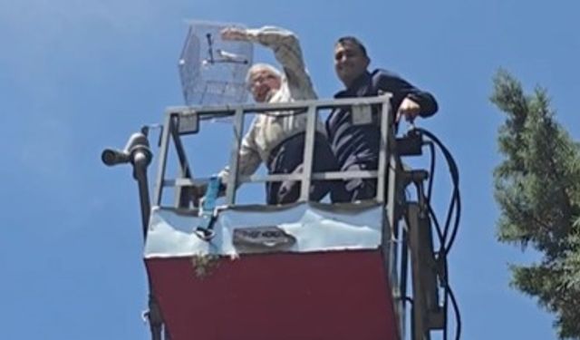 Kaçan muhabbet kuşunu yakalamak istedi, ağaçta mahsur kaldı