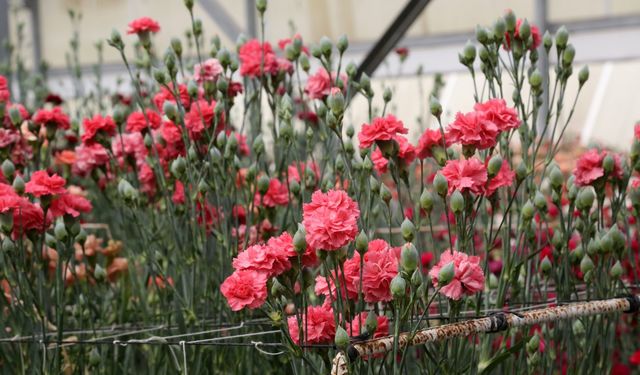 Karanfilde fusarium hastalığına karşı yerli tür