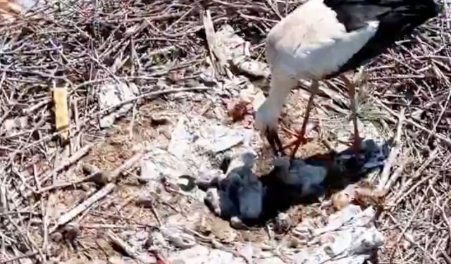 Köyü terk etmeyen 2 leylek, Anneler Günü’nde ‘anne’ oldu