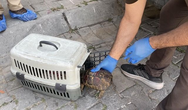 Aydın'da bir evden 4 kamyon çöp ile 12 kedi ve 3 kaplumbağa çıktı