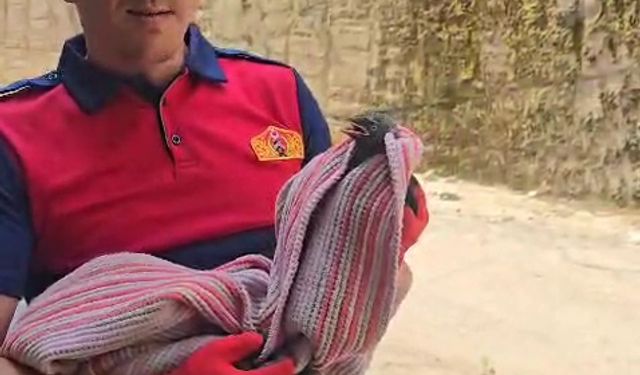 Banyoda mahsur kalan karga kurtarıldı
