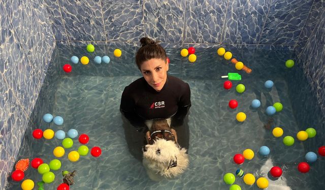 Felç kalınca terk edilen köpek 'Kırpık'a yuva aranıyor