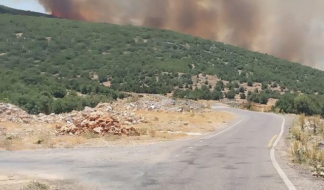Gaziantep'te orman yangını- Yeniden