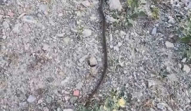 Hastane deposunda 'yılan' paniği