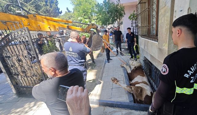 İstanbul- Bahçelievler'de bodrum kattaki dairenin pencere boşluğuna düşen kurbanlık kurtarıldı