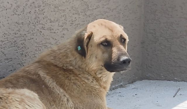 İstanbul- Büyükçekmece'de otomobilin köpeğe çarptığı anlar kamerada