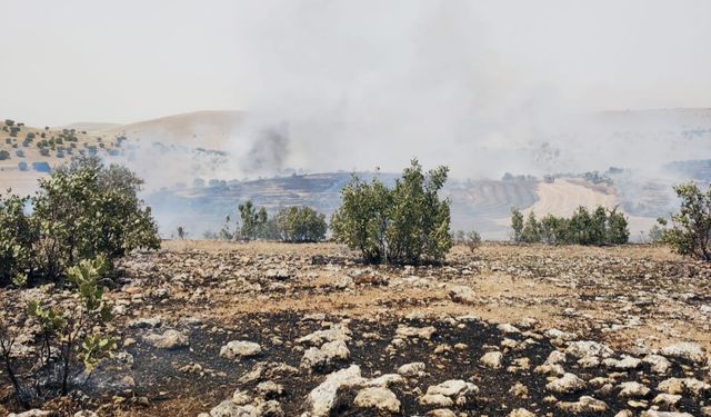 Mardin'de orman yangını (4)