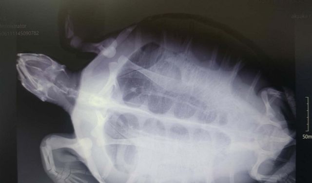 Muğla'da yaralı caretta caretta bulundu