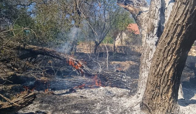 Nevşehir’de ağaçlık alanda çıkan yangın söndürüldü