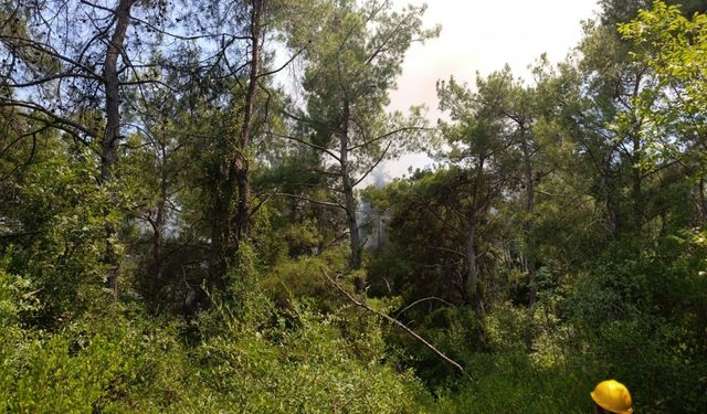 Osmaniye'de orman yangını