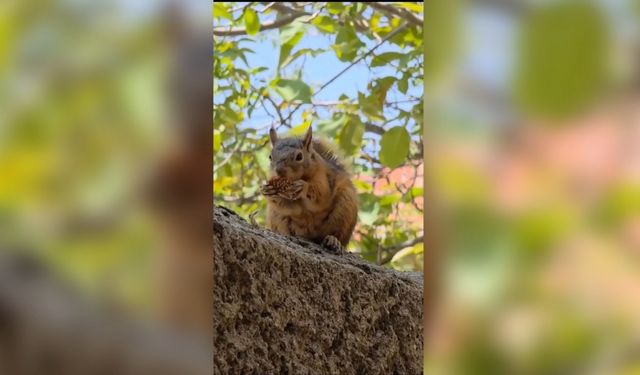 Sincabın bayram kömbesi yediği anlar kamerada