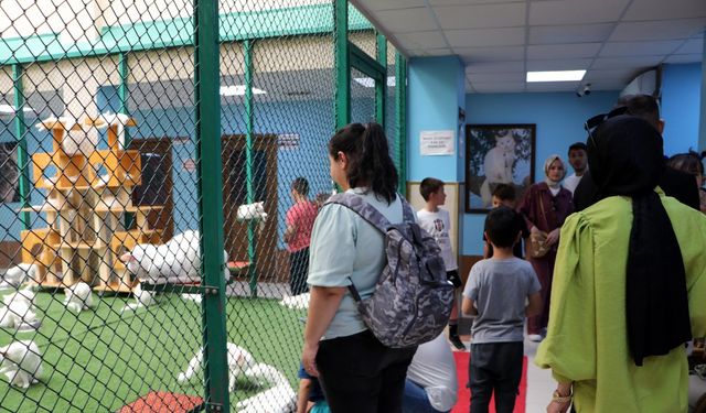 Van Kedi Villası'na 55 yeni üye katıldı