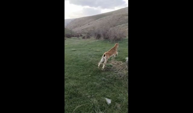 Yaban keçisi, kalp masajıyla hayata döndürüldü