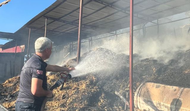 Adana'da ahır yangınında 5 inek öldü