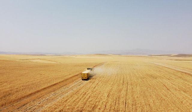 Ağrı'da 280 bin ton buğday, 160 bin ton arpa rekoltesi bekleniyor
