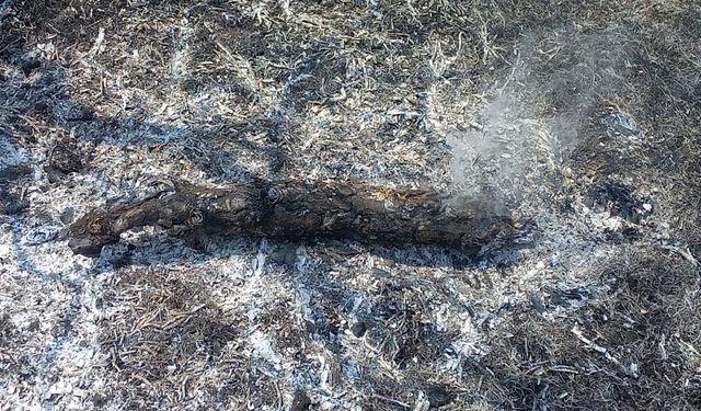 Amasya’da 3 hektar orman yandı